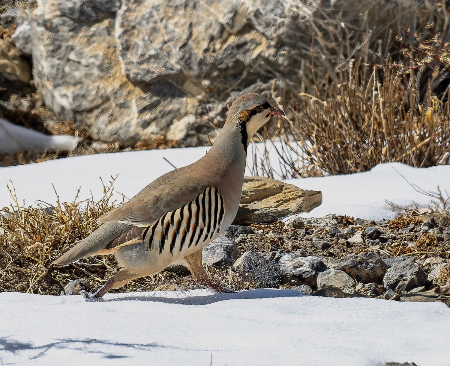 Chukar Partridge
