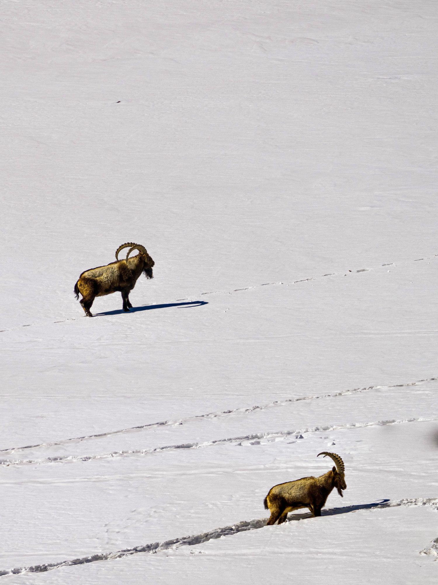 Himalayan Ibex