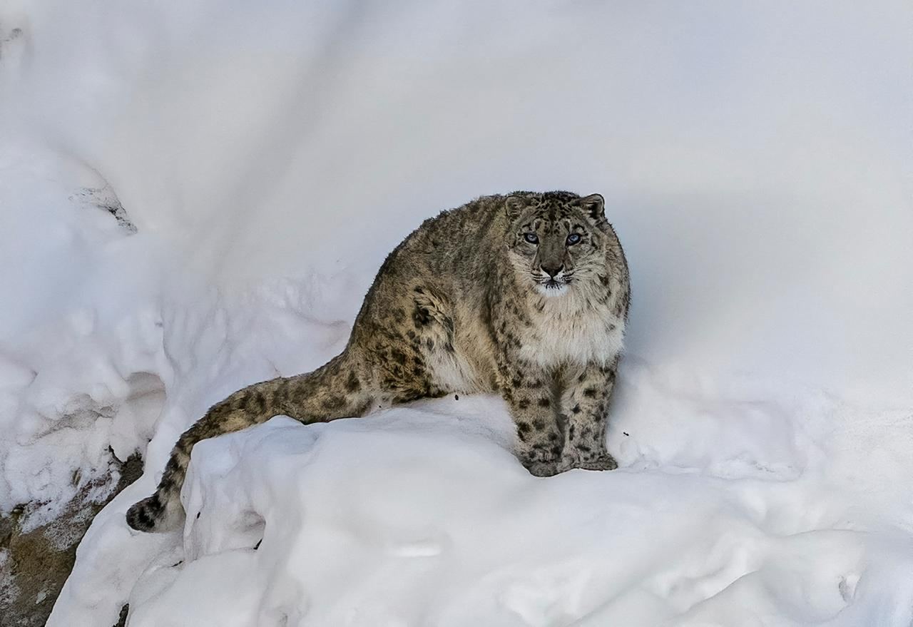 A Snow Leopard standing on a snowy rock, looking directly at the camera