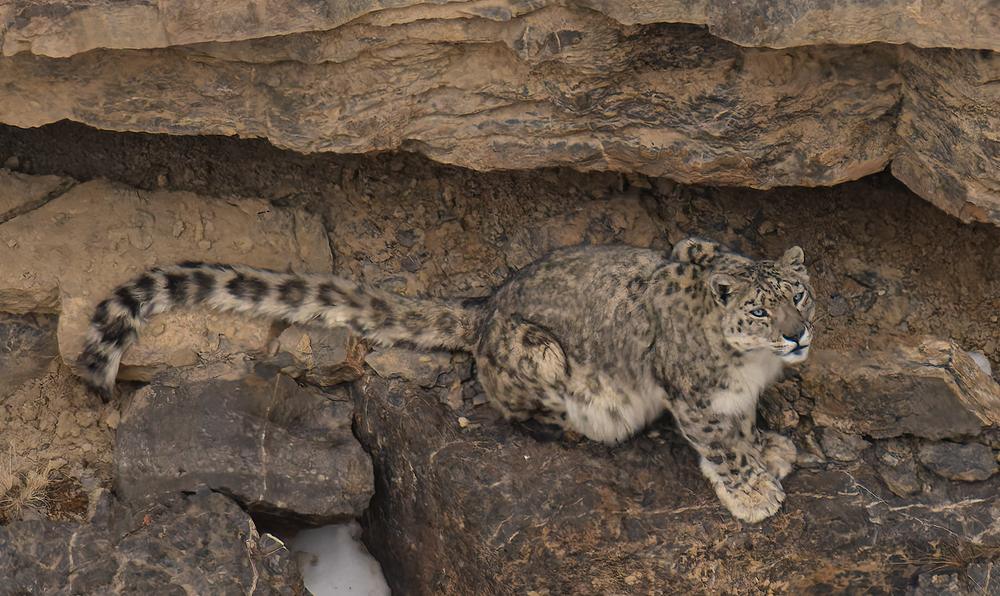 Close view of a Snow Leopard resting under a rock overhang, pale blue eyes toward the camera