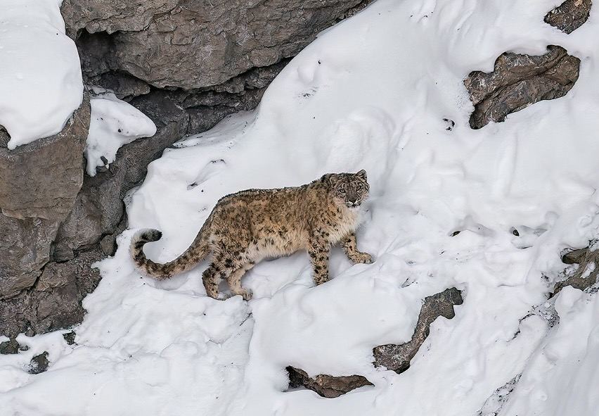 A Snow Leopard walking across a snowy slope, looking toward the camera