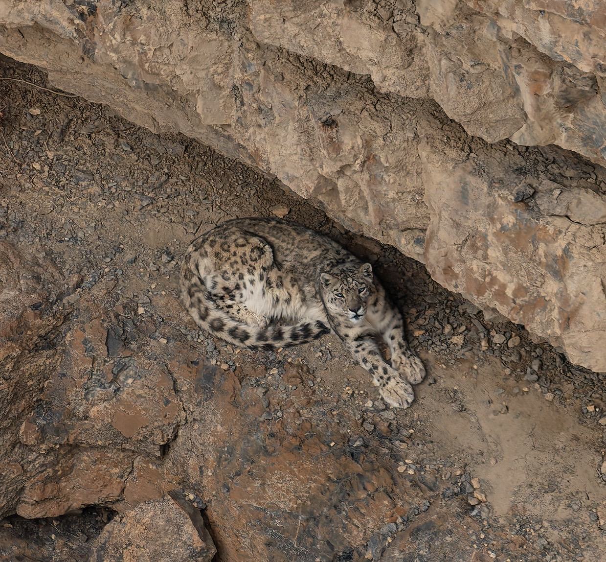 A Snow Leopard curled up on a rocky ledge