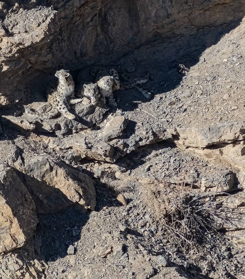 A mother Snow Leopard and two cubs resting together in a rocky den