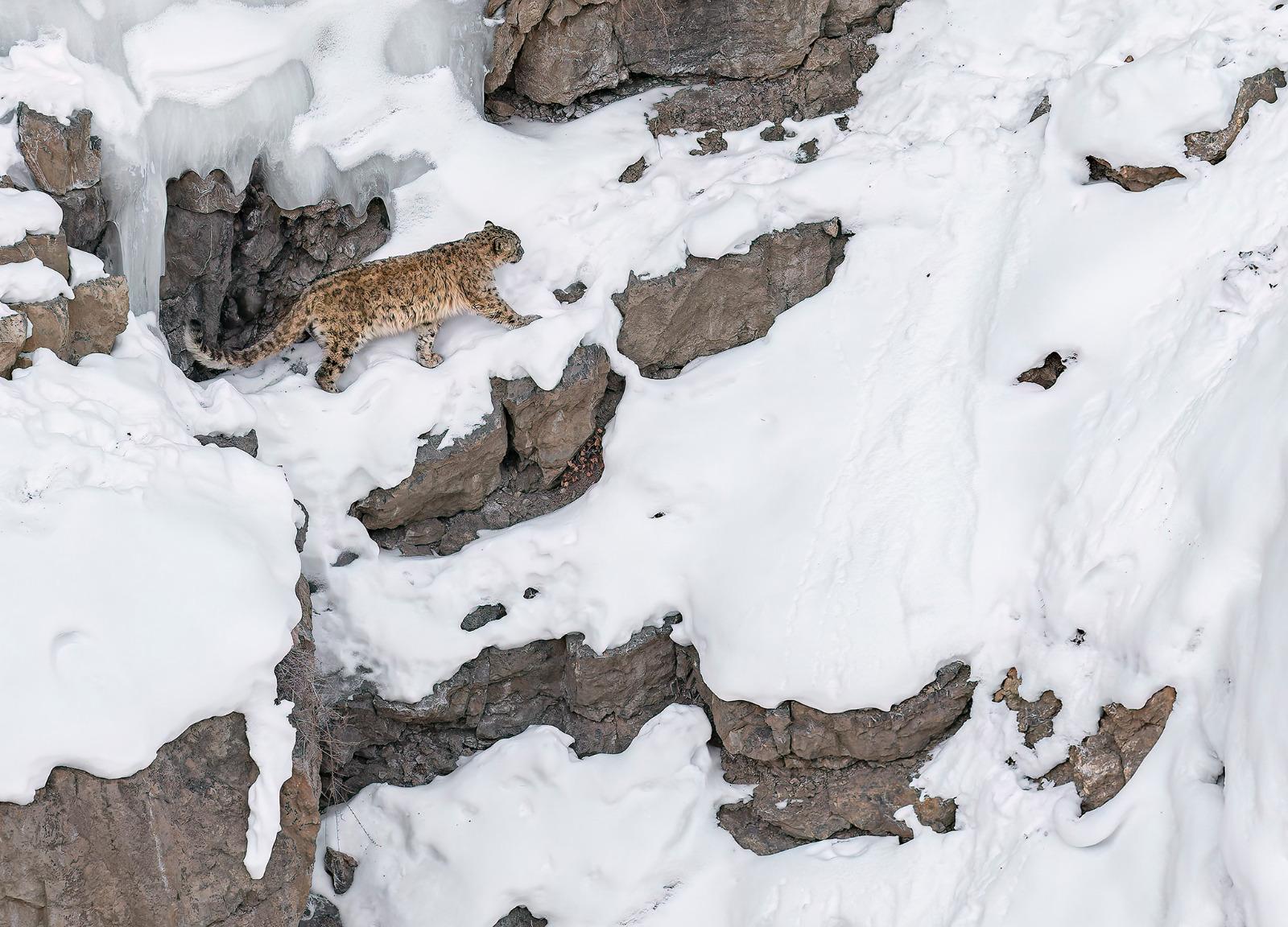 A Snow Leopard walking along a snowy cliff ledge