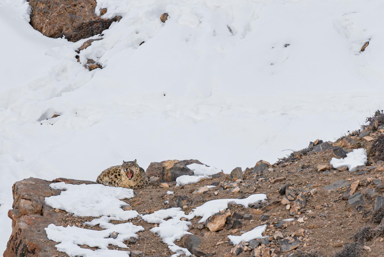 A Snow Leopard yawning, resting among rocks in the snow