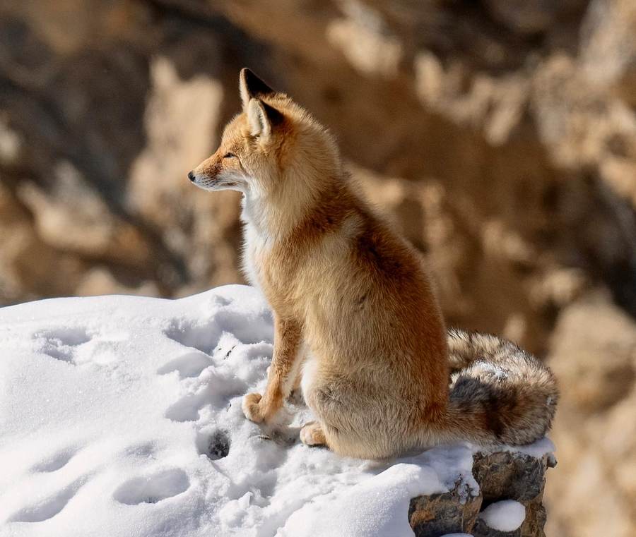 Himalayan Red Fox sitting upright on a rocky ledge, looking out over the landscape