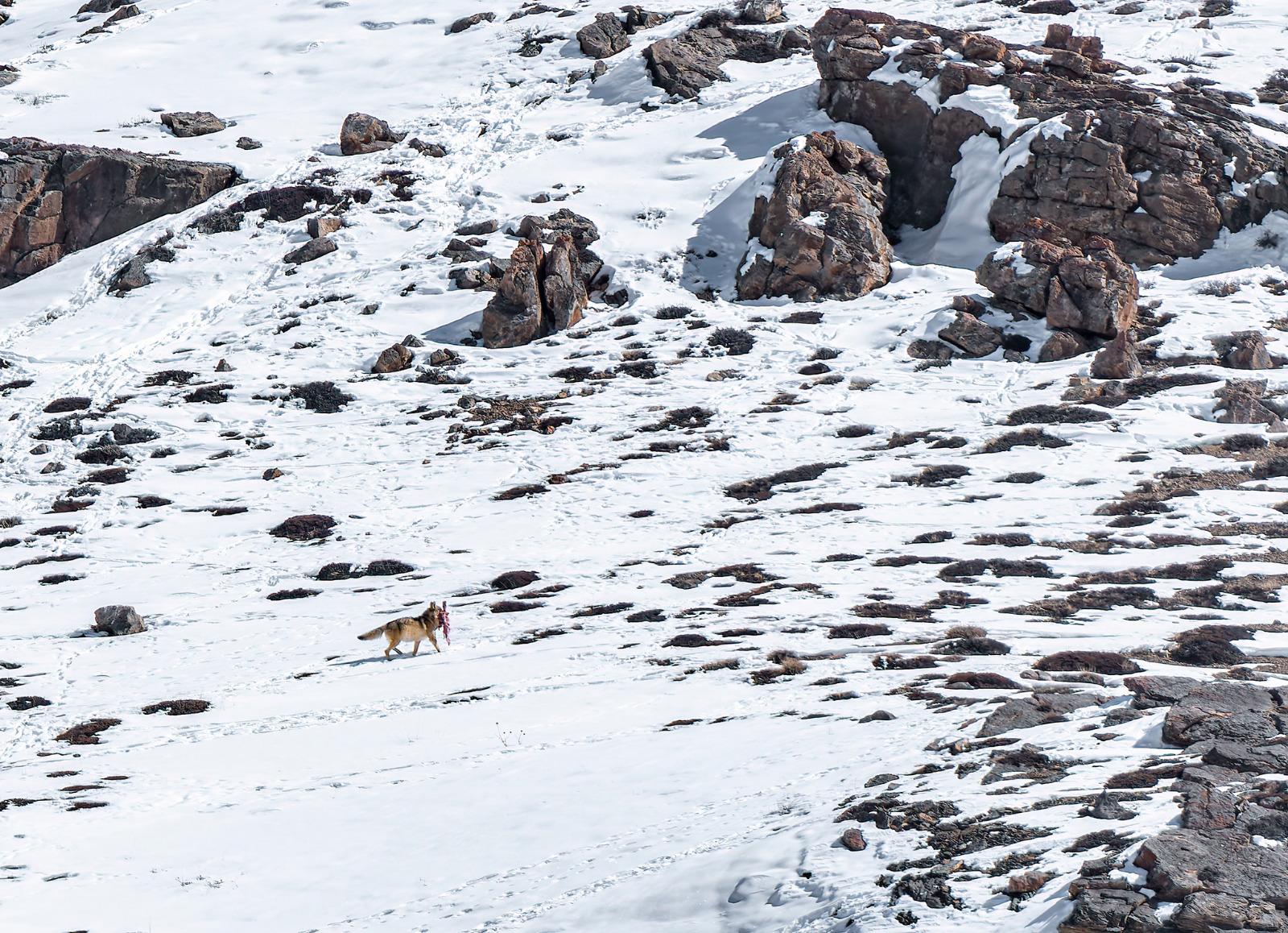 A Himalayan Wolf crossing the landscape with prey in its mouth