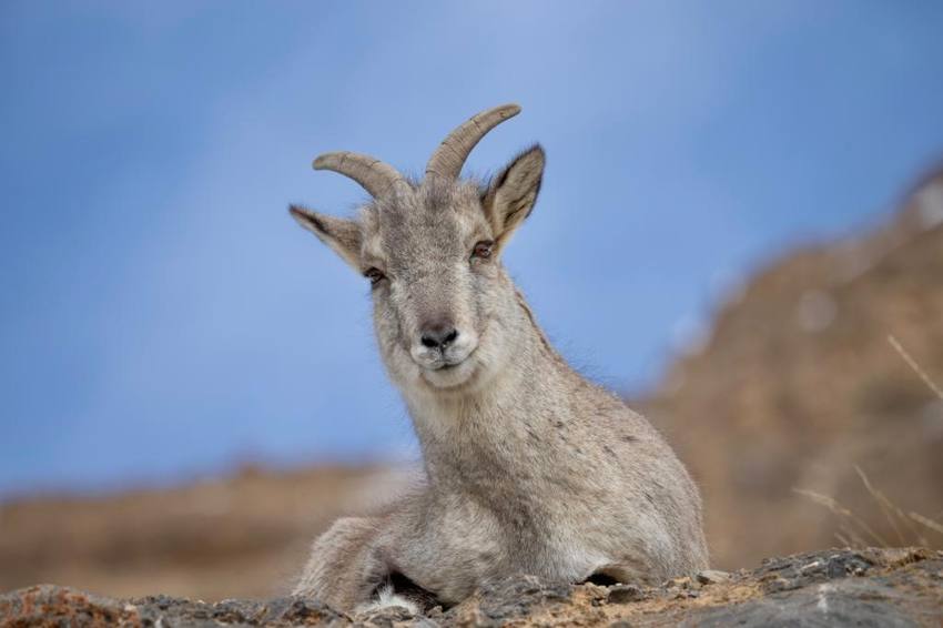 A Blue Sheep at rest on the slope