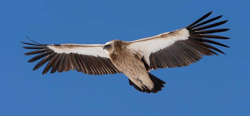 Himalayan Griffon Vulture