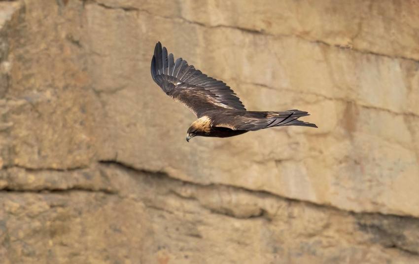 Golden Eagle