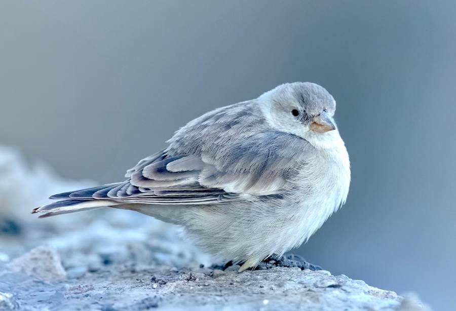 Black-headed Mountain Finch