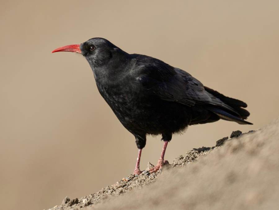 Red-Billed Chough