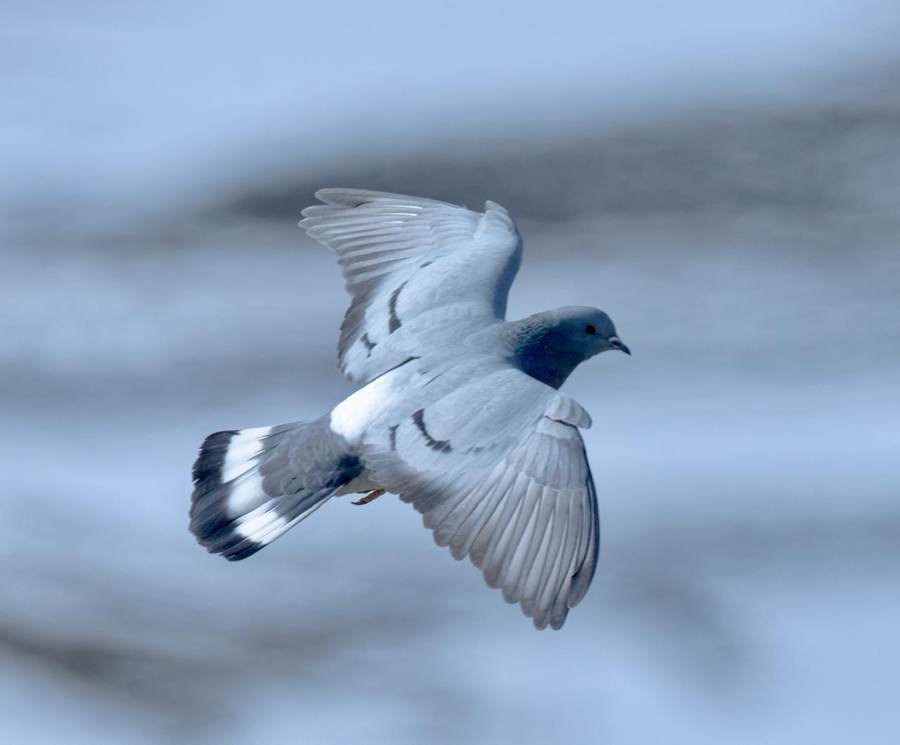 Hill Pigeon