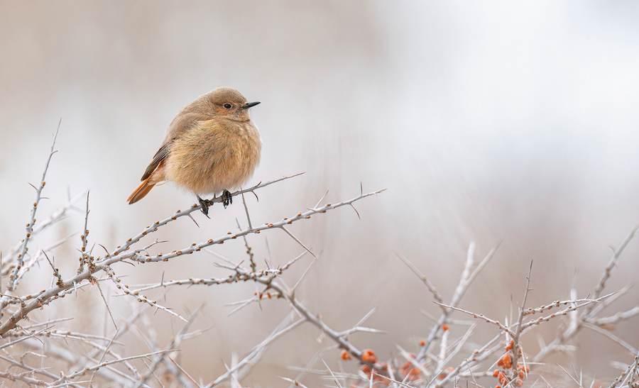 Female White-winged Redstart