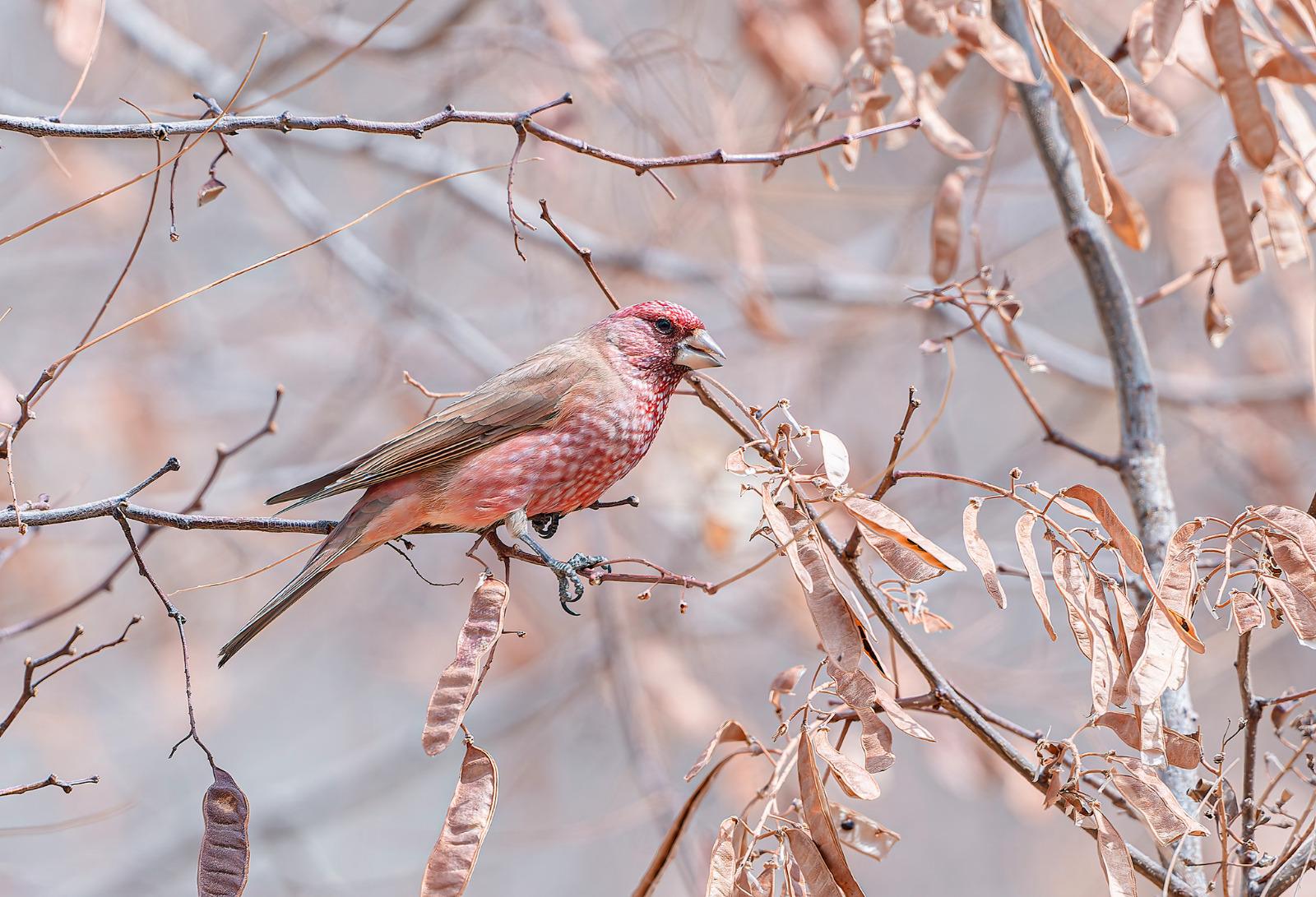 Great Rosefinch