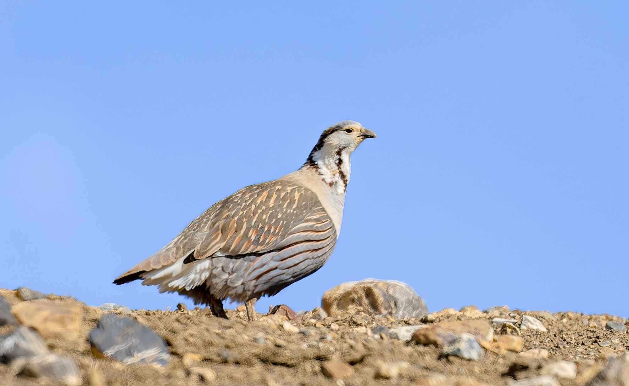 Himalayan Snowcock
